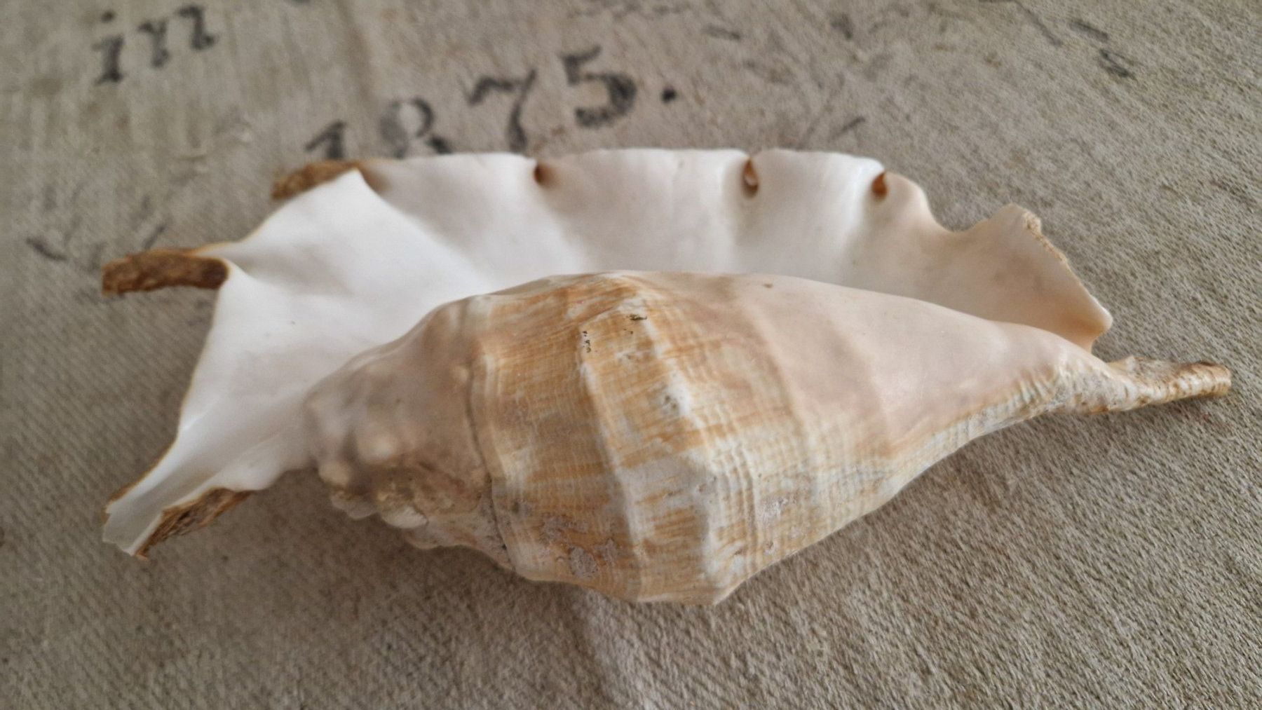 Fossiles: Lambis Spinnenschnecke ca. 32 cm – D'occasion à Rütihof par Teddy1985 1