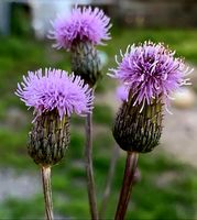5 Pflanzen 20-50 cm FELDDISTEL (Cirsium arvense) Heilpflanze