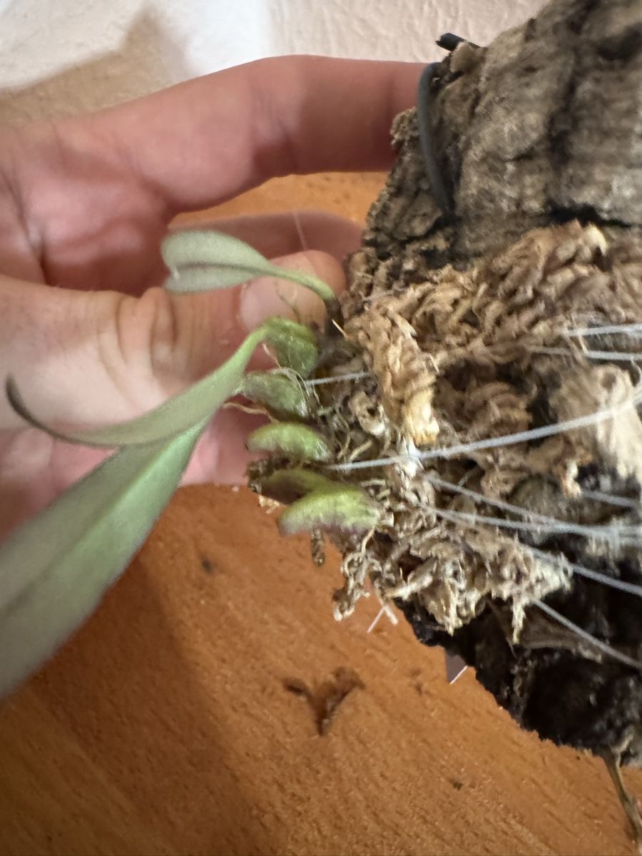 Pflanzen & Samen: Bulbophyllum fibratum – Gebraucht aus Männedorf von mrclst 3