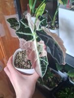 Alocasia Amazonica Pink Variegata Rhizom