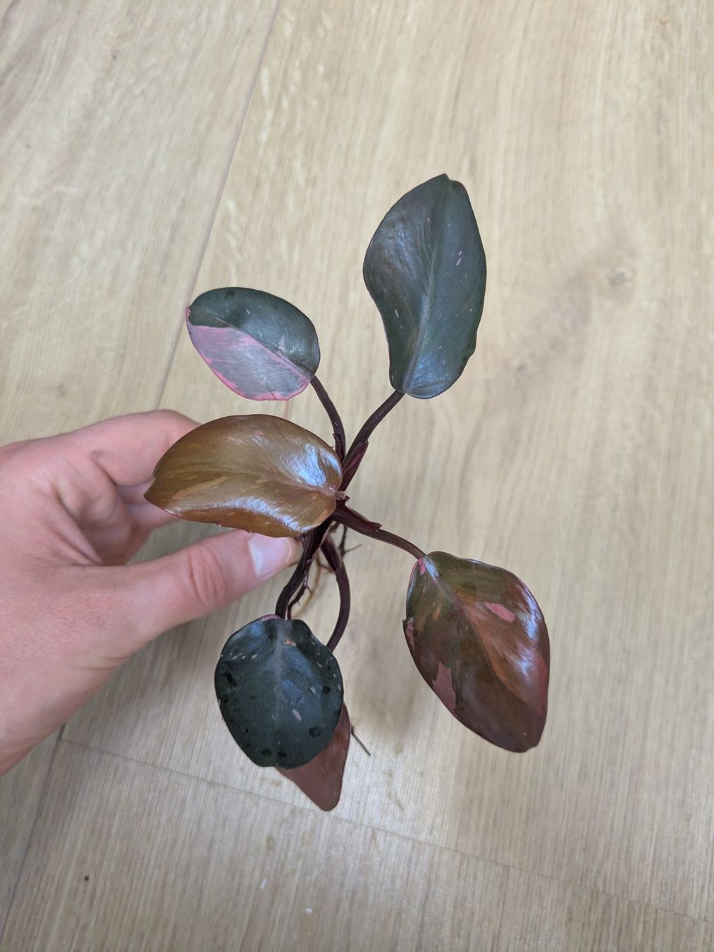 Piante & sementi: Philodendron Pink Princess - Rare – Usato da Winkel venduto da Kade50 1