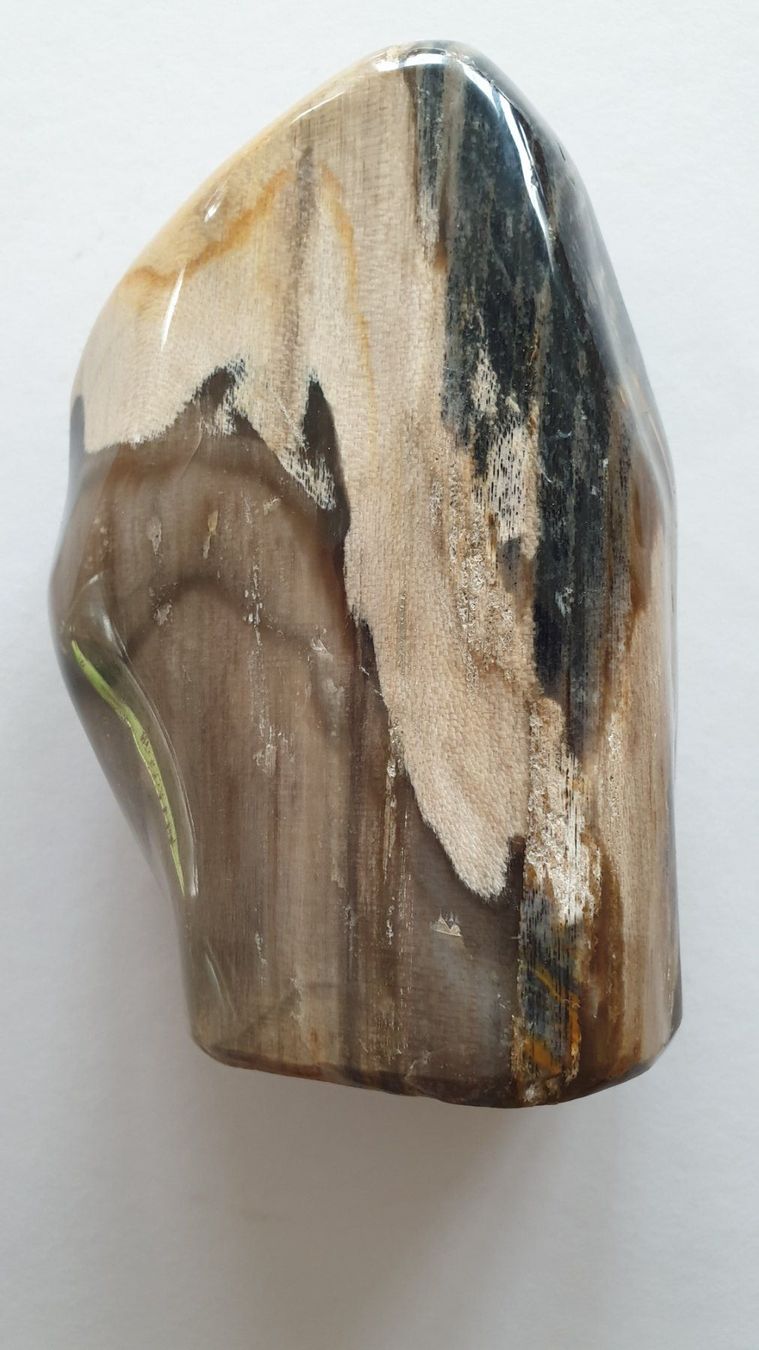 Fossili: Versteinertes Holz – Usato da Goldach venduto da armando_r 1