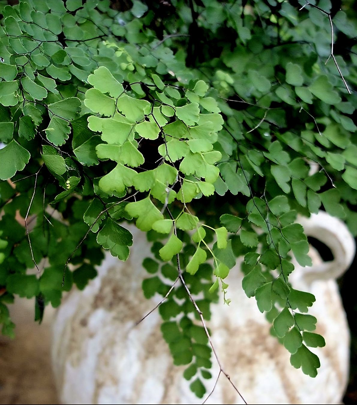 Piante & sementi: JUNGFERNHAAR oder ADIANTUM 20-30 cm dekorative Gartenpflanze – Nuovo e nell'imballaggio originale da Rovio venduto da POSITIFFARTandPLANTS 5