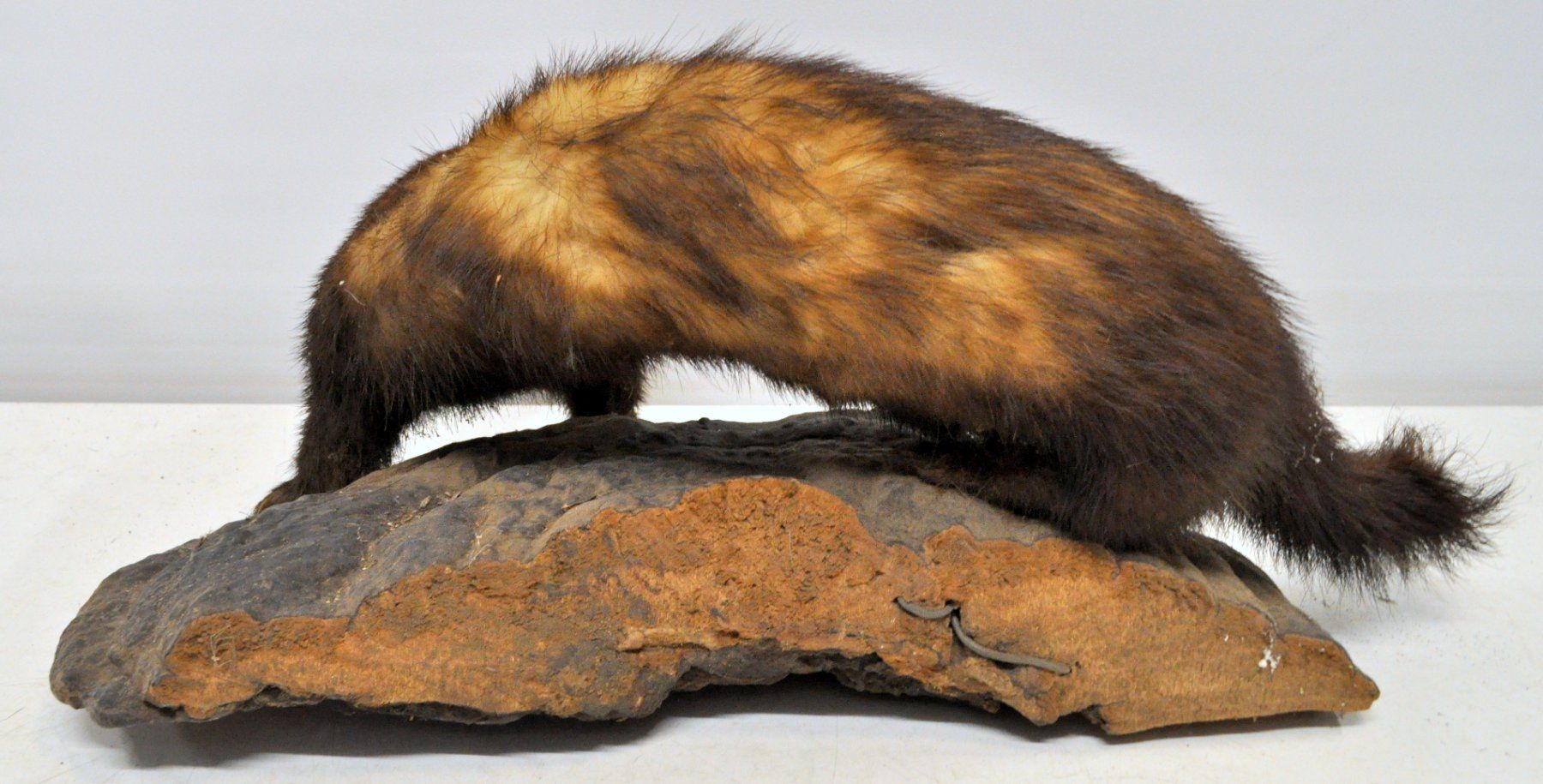 Welt der Tiere: Putois naturalisé – Gebraucht aus Neuchâtel von Neuchatel 5