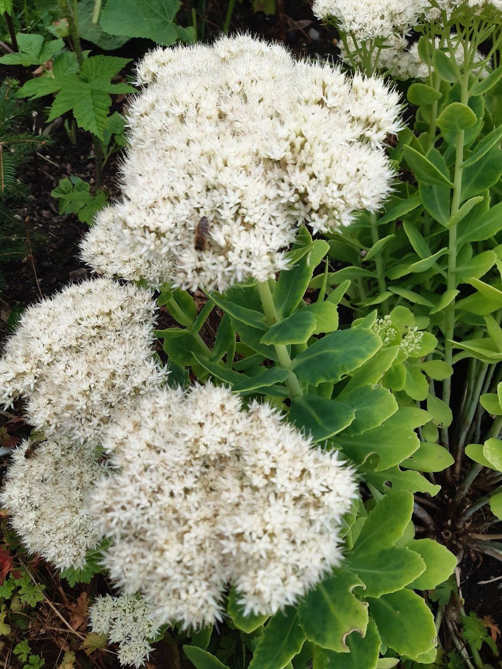 Piante & sementi: Fetthenne, Sedum, weiss blühend – Usato da Aeugst am Albis venduto da ro97se 1