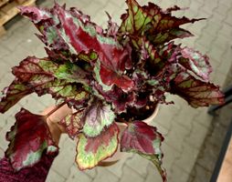Rare "Blad Magic Pink" Begonia D:30 cm, im.Keramiktopf