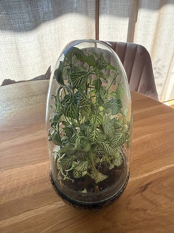 Terrario: Fittonia im Glas Terrarium  – Usato da Bülach venduto da JankaV 1