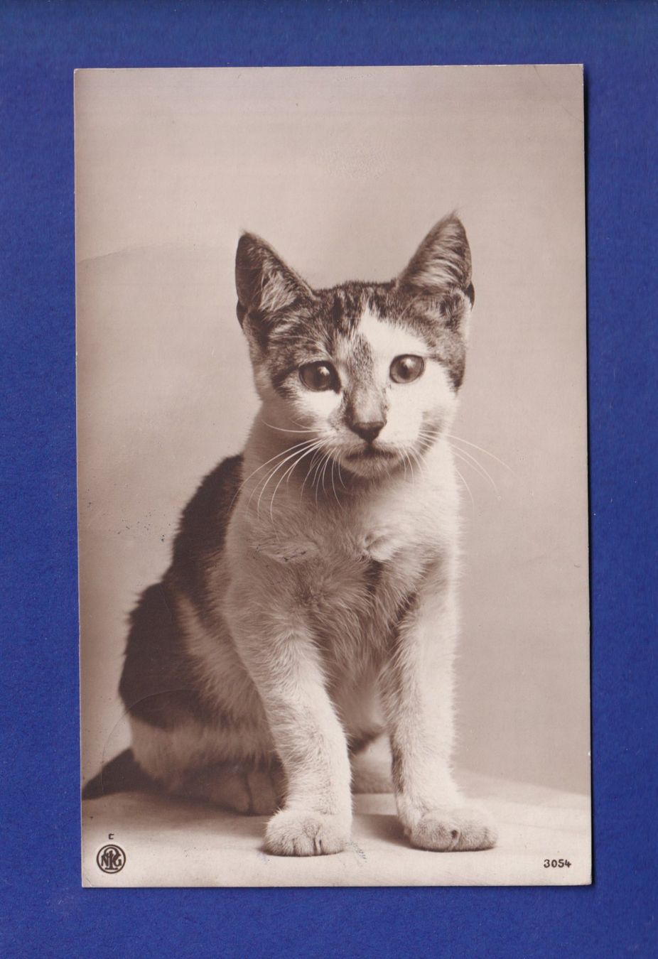 Cartoline postali: CHAT un brin triste – Usato da Pully venduto da nicecards-shop