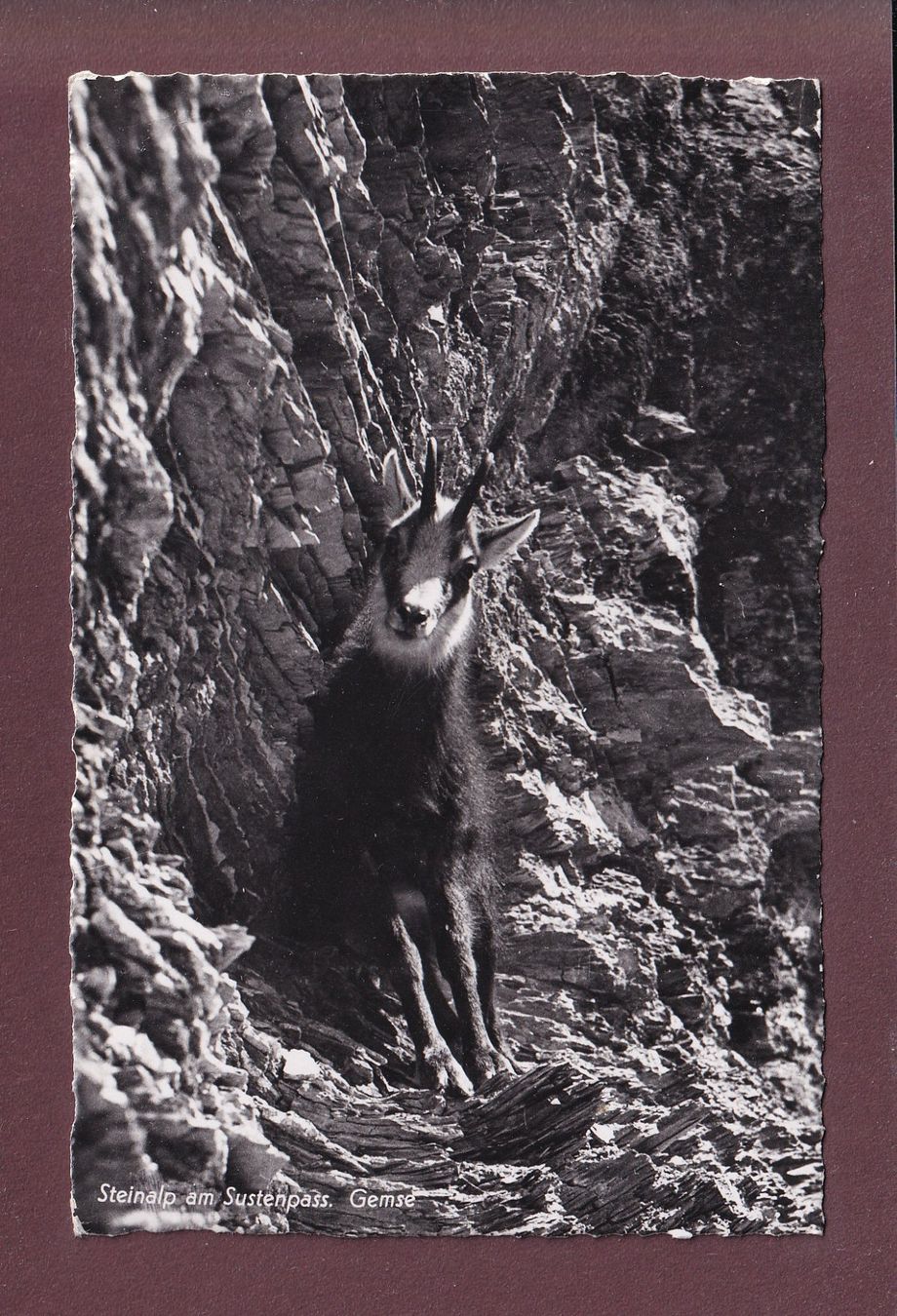 Cartes postales: STEINALP am Sustenpass - Gemse - 1941 – D'occasion à Pully par nicecards