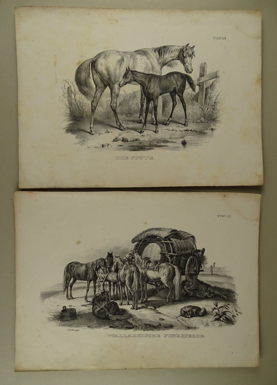 Incisioni: PFERDE, 12 LITHOGRAPHIEN 1840 – Usato da Grüningen venduto da Kartensammler 3