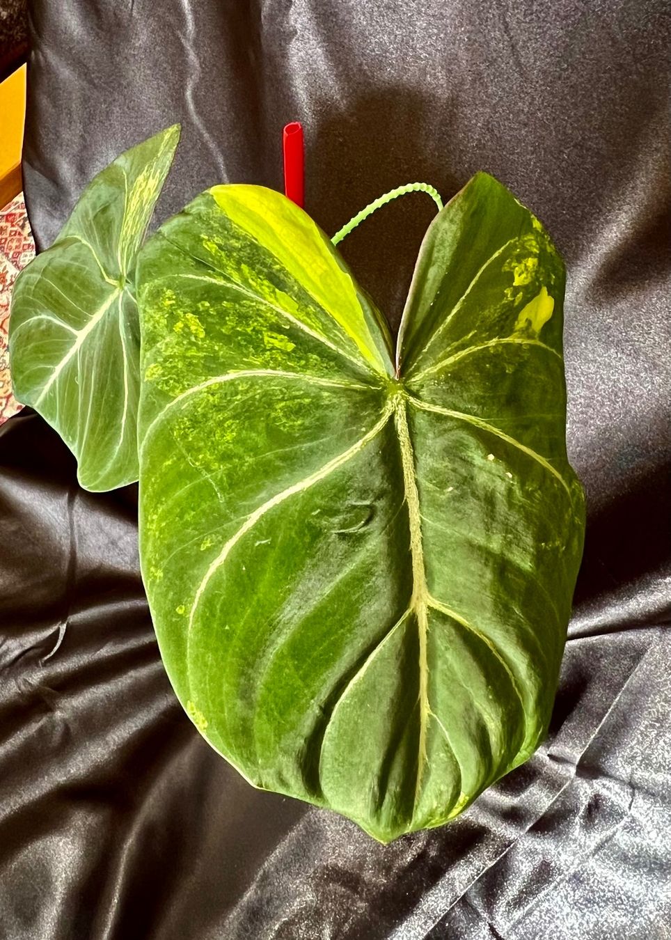 Piante & sementi: Philodendron gloriosum Aurea variegated – Usato da Zofingen venduto da Erfolg1957 2