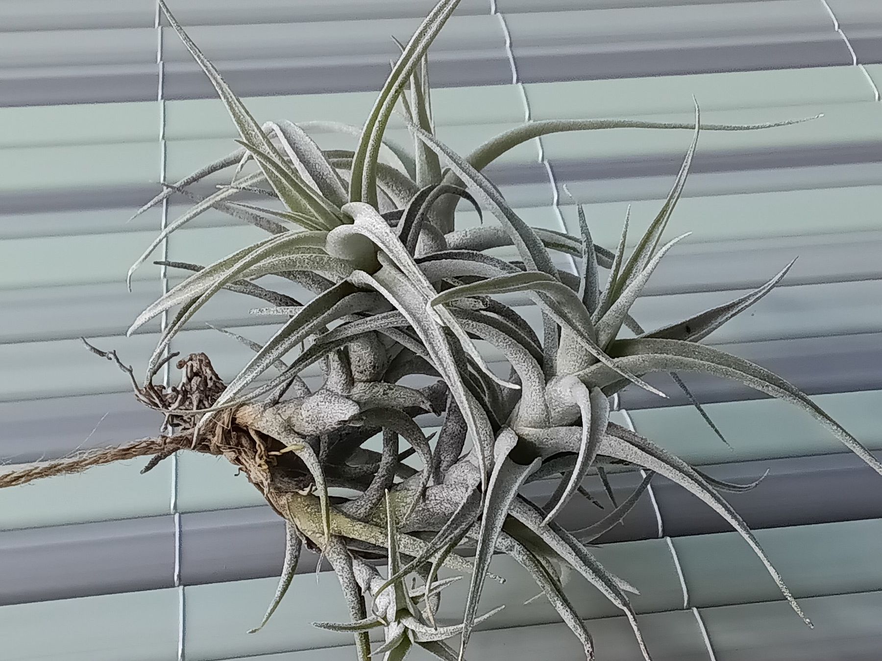Pflanzen & Samen: 1 Nestchen Tillandsia albida – Gebraucht aus Erlach von Tobago25 1