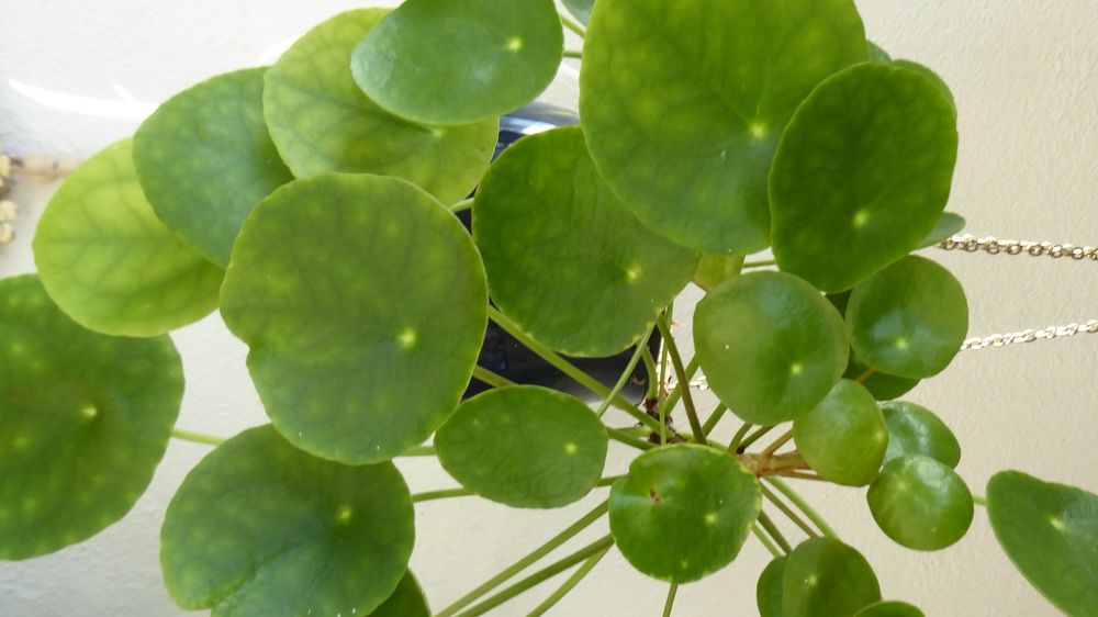 Ufopflanze Chinesischer Geltbaum Glückstaler Kaufen auf Ricardo