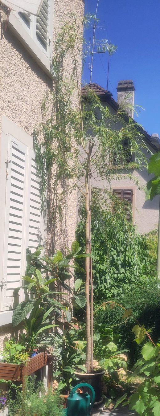 Piante & sementi: Trauerweide – Nuovo (secondo la descrizione) da Winterthur venduto da mgeilinger