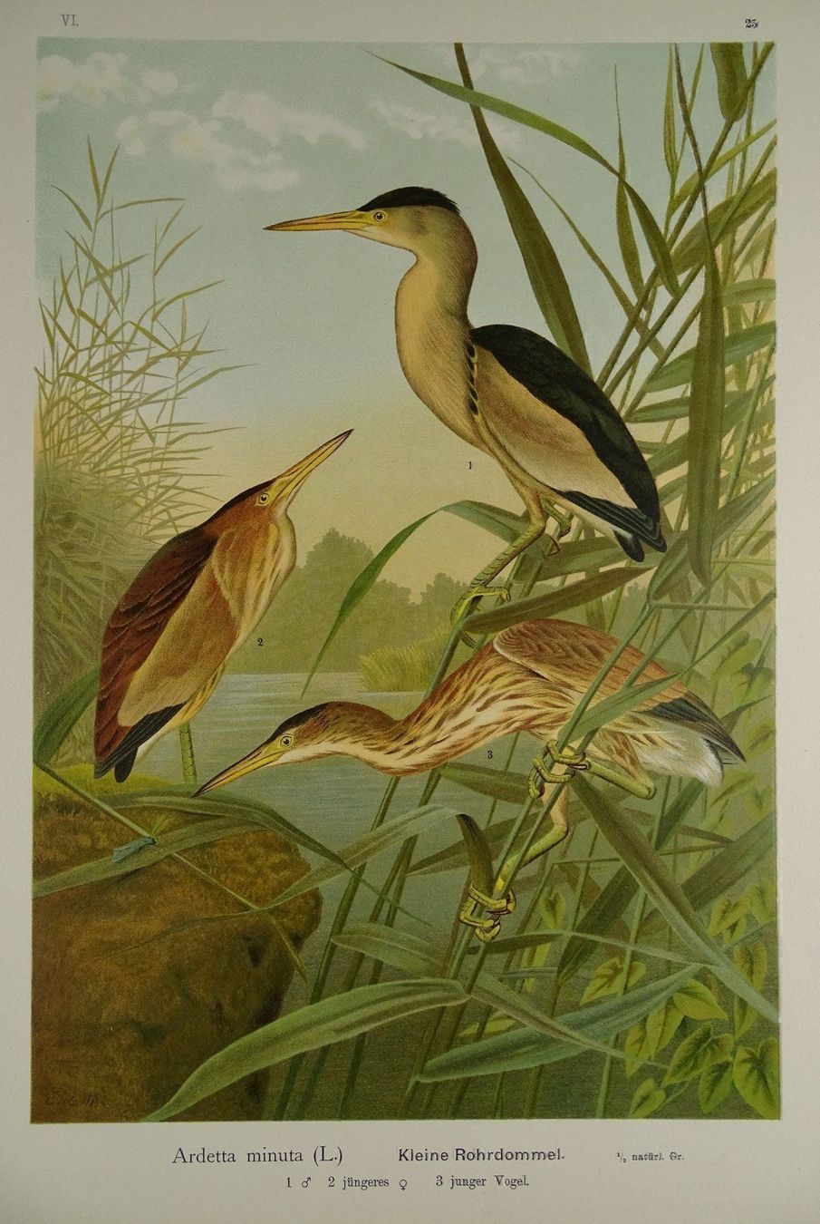 Incisioni: KL. ROHRDOMMEL, CHROMOLITHOGRAPHIE 1900 – Usato da Grüningen venduto da Kartensammler