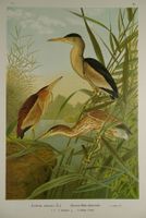 KL. ROHRDOMMEL, CHROMOLITHOGRAPHIE 1900