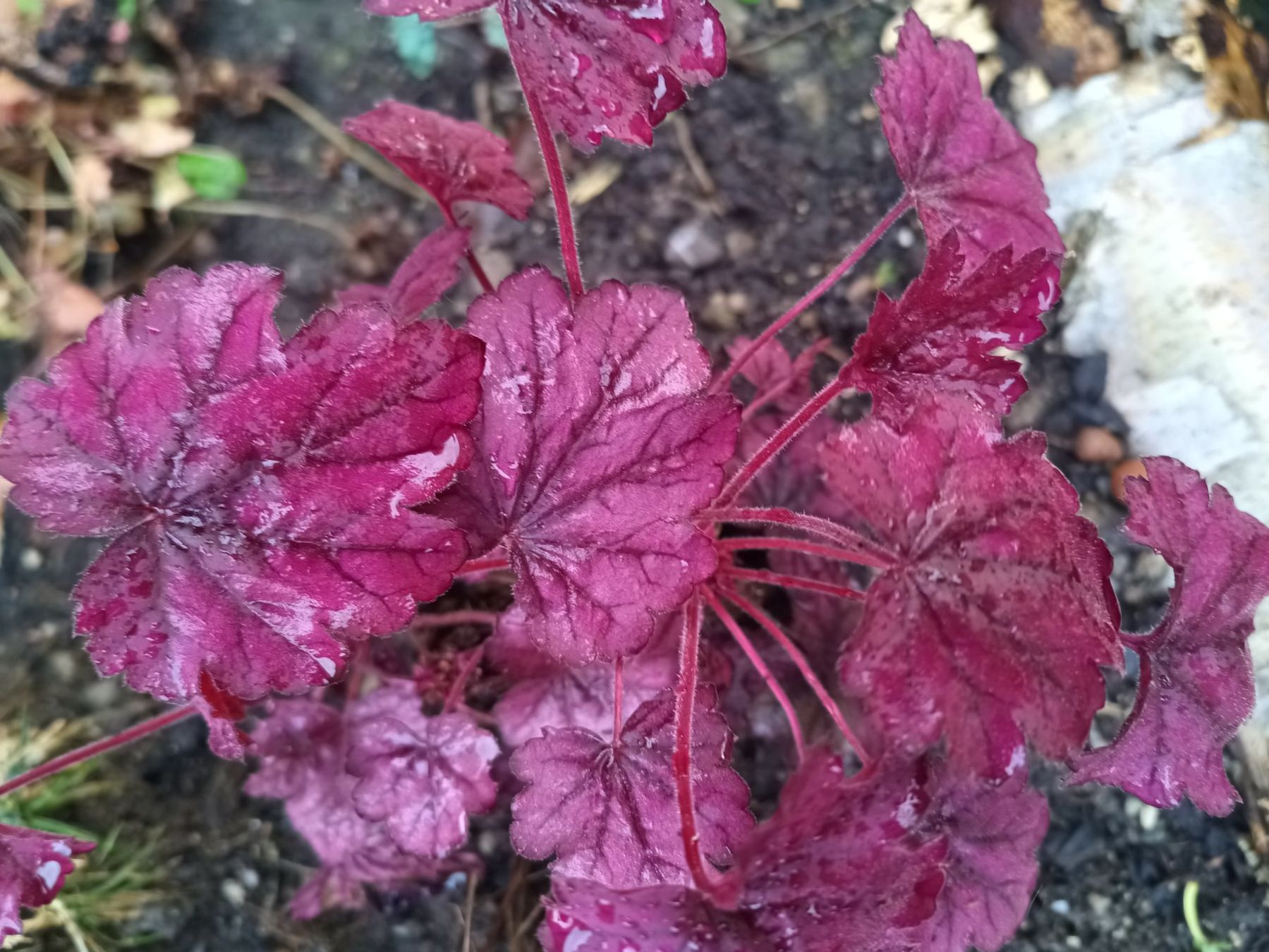 Pflanzen & Samen: Heuchera  x Schattenstaude – Gebraucht aus Zug von SirGoldFish 1