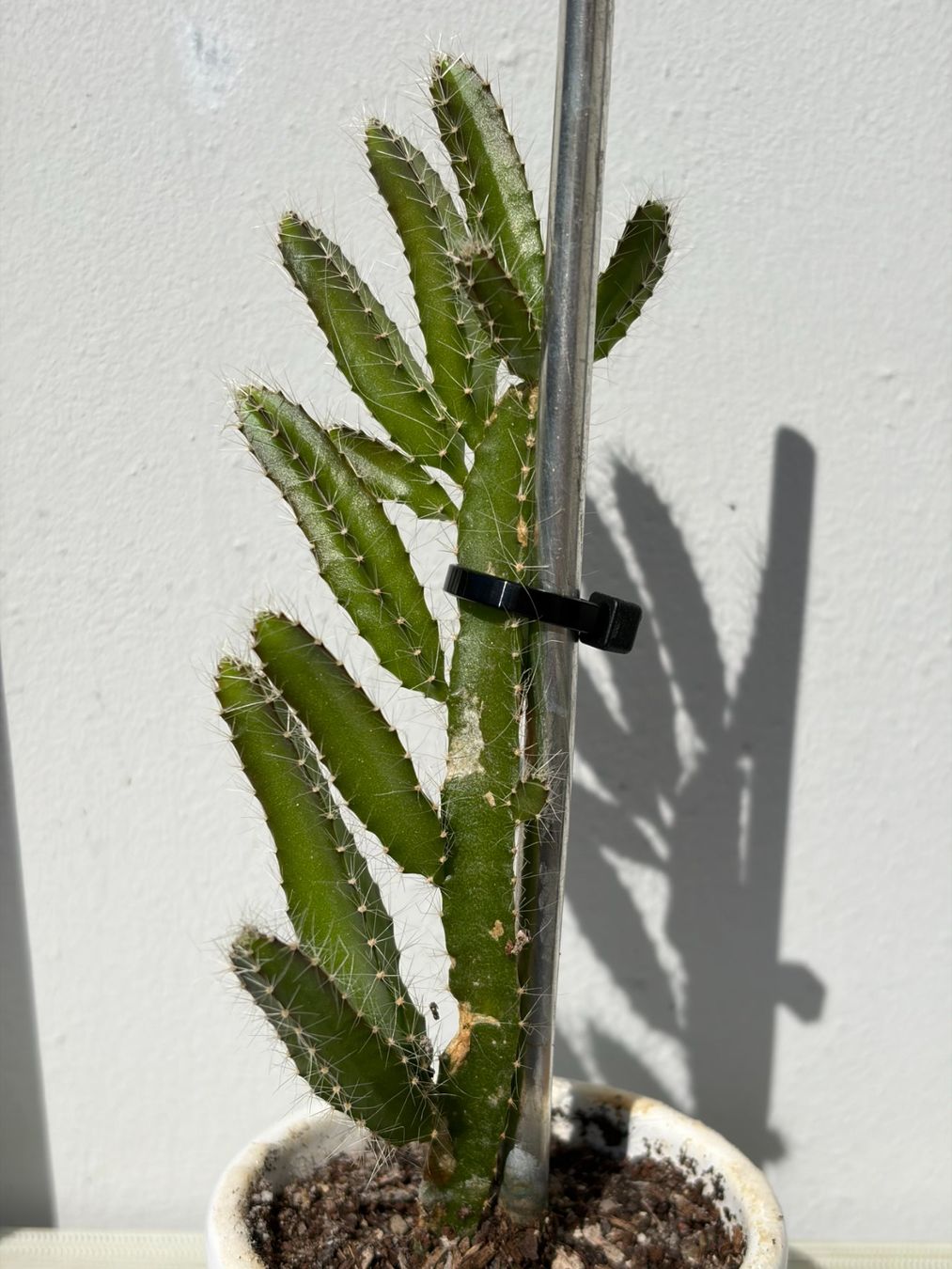 Pflanzen & Samen: Drachenfrucht-Pflanzen, (rotfleischige Drachenfrucht) – Gebraucht aus Boll von NRie 1