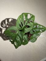 Zimmer pflanzen monstera adansoni