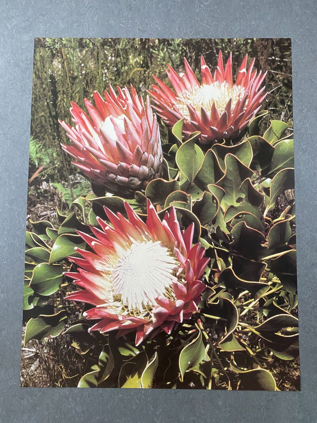Foto & Immagini: Original Vintage Poster - Proteas Blüten – Usato da Zürich venduto da jesulin05