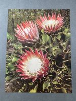 Original Vintage Poster - Proteas Blüten