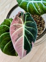 Alocasia Reginula Black Velvet Pink Variegated Corm