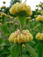 Russel-Brandkraut (Phlomis)  / PFLANZE