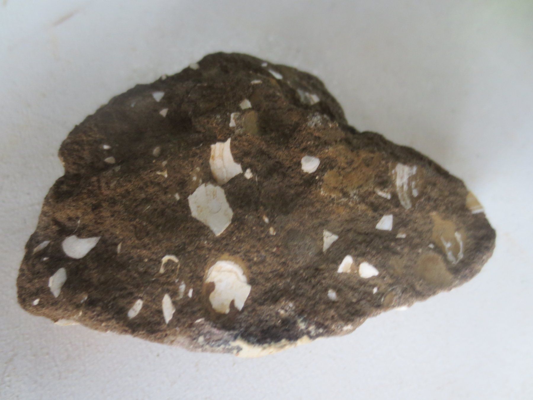 Fossilien: Fossil – Gebraucht aus Weier im Emmental von waefler03