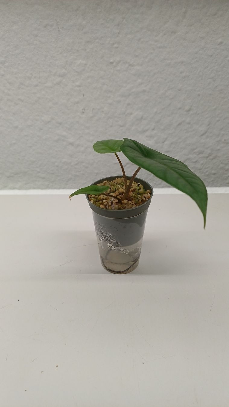 Plantes & graines: Monstera – D'occasion à Bern par uwi_8t7x 3