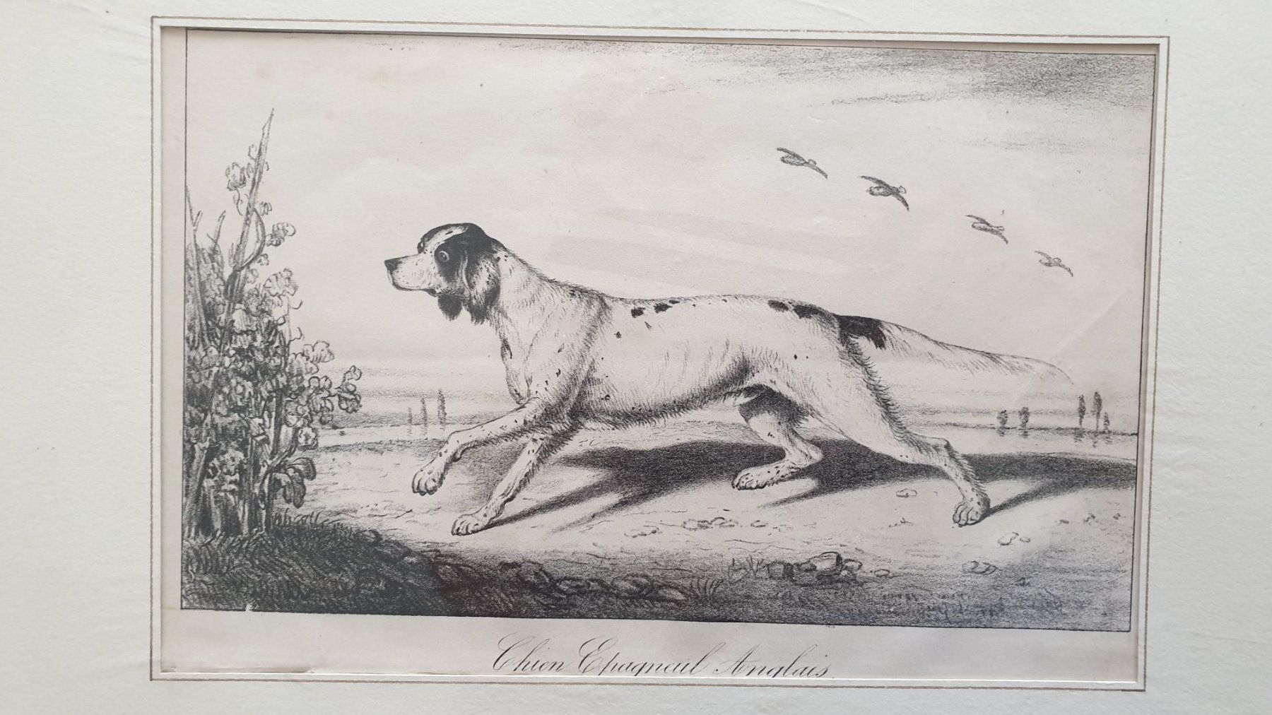 Grafica & Litografie: Jagdhund. Lithographie. 19 Jh. – Usato da Goldach venduto da armando_r