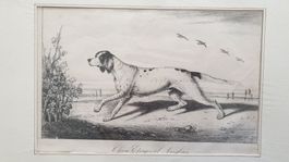 Jagdhund. Lithographie. 19 Jh.