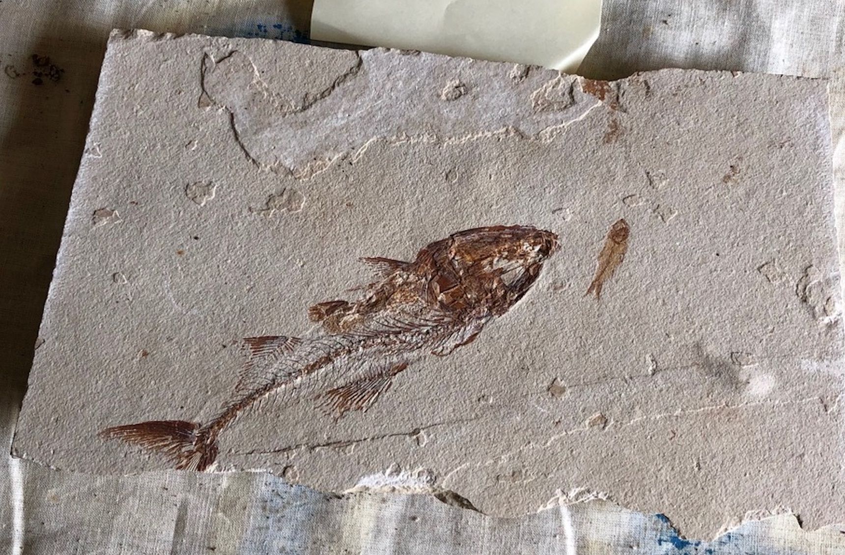 Fossiles: Fossiler Fisch – Neuf (Voir description) à Seelisberg par Mike7000 6