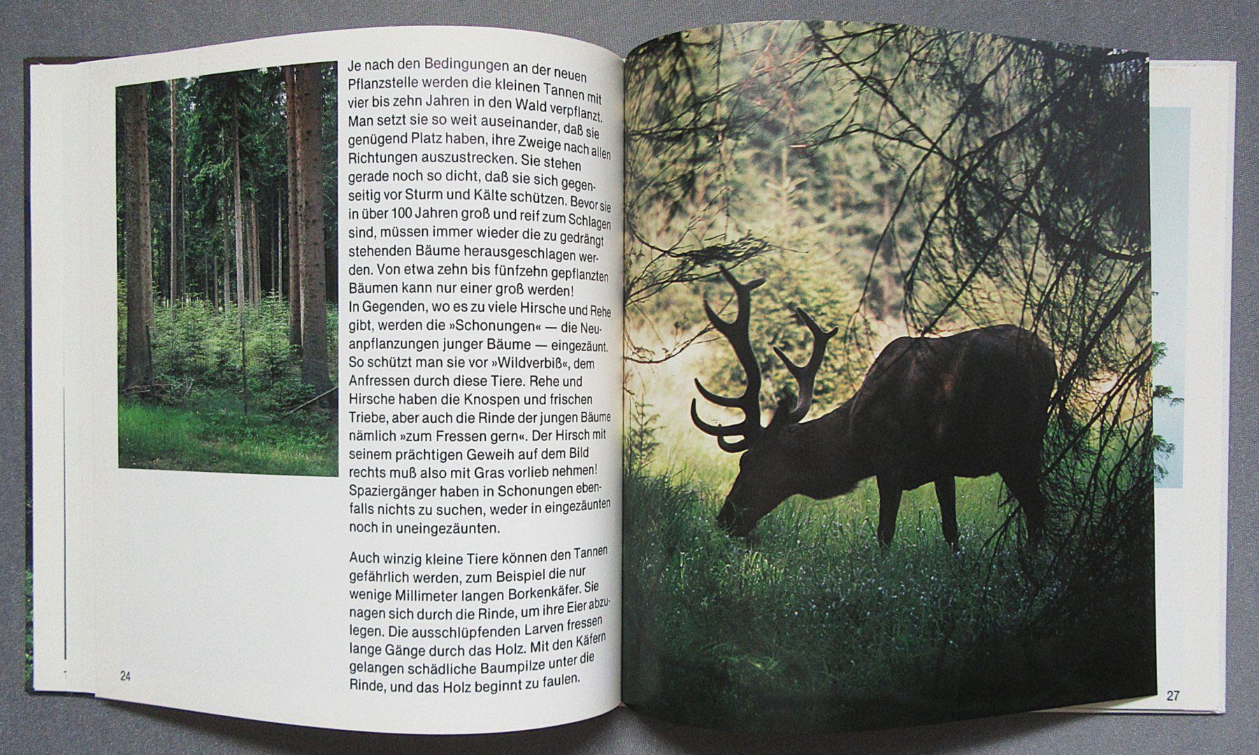 Libri: Der Tannenbaum - Kindersachbuch – Usato da Auenstein venduto da Padabimbim 5