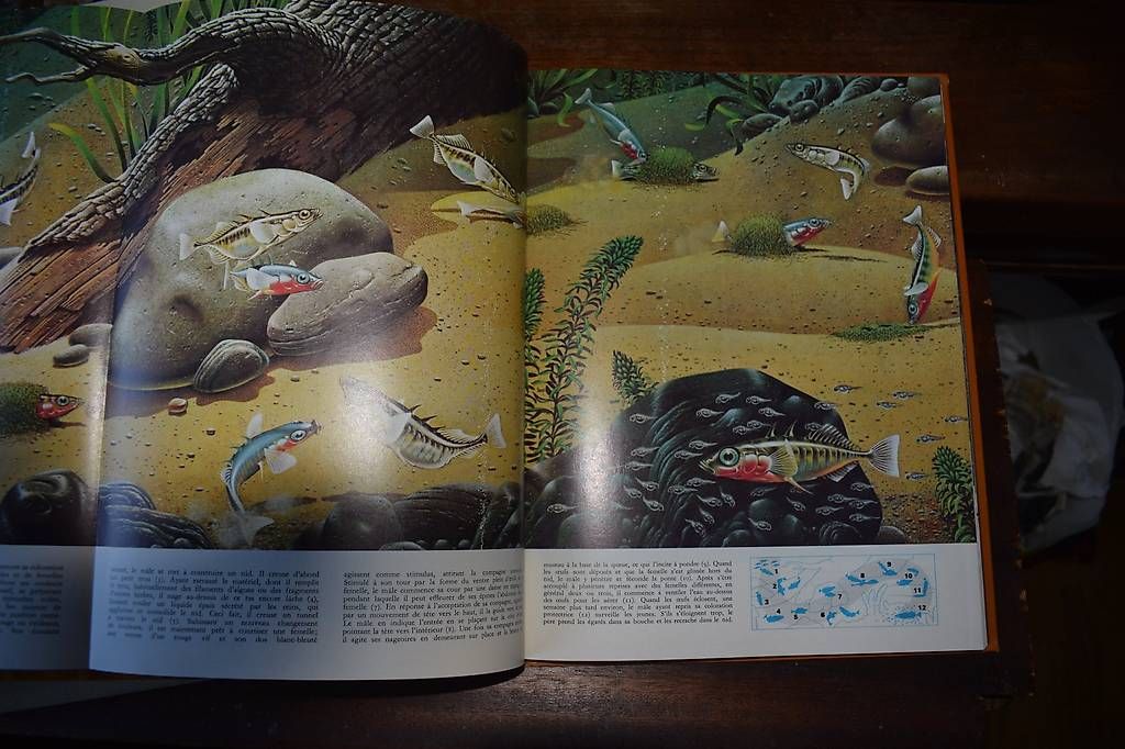 Bücher: Les Animaux – Gebraucht aus Brügg BE von Aristotolius 4