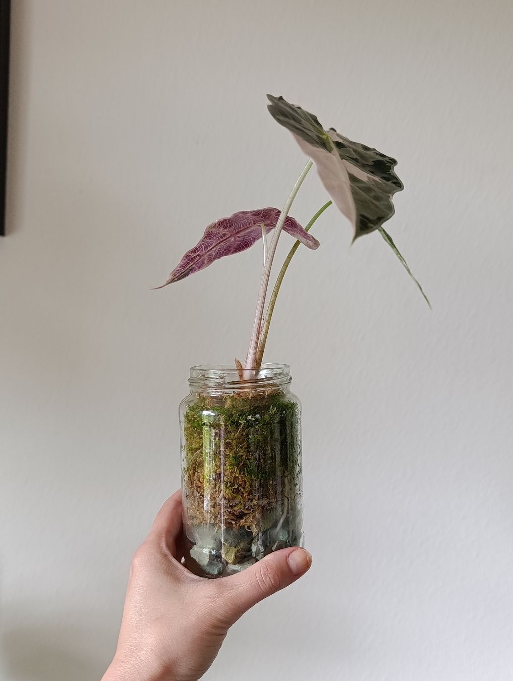 Piante & sementi: Alocasia Polly pink Variegata – Usato da Baar venduto da L.isa28 3