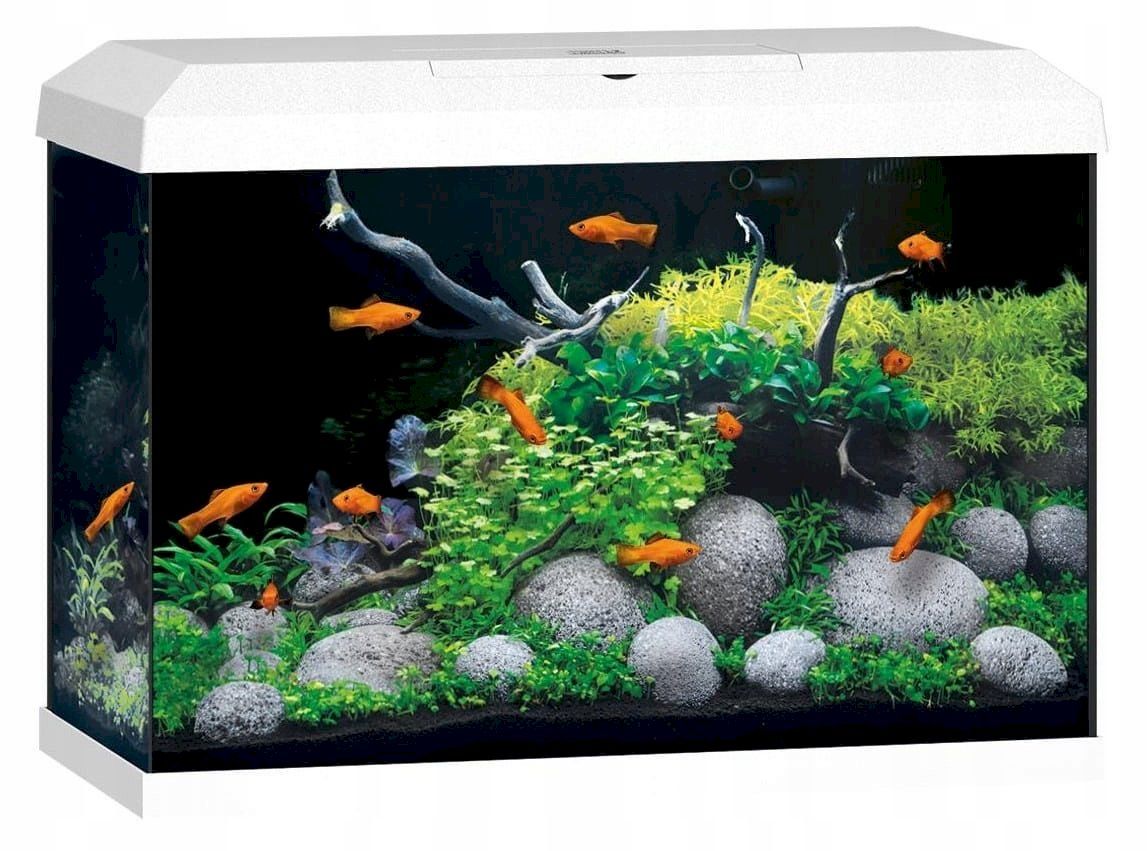 Acquari: Juwel Primo 70 LED 2.0 Aquarium weiss – Nuovo e nell'imballaggio originale da Bottighofen venduto da zaap