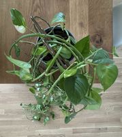 Goldene Efeutute Epipremnum Aureum