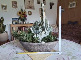 Zimmerpflanzen Schale Kakteen Aloe Vera Kaktus