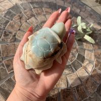 ✲ Karibischer Calcit Schildkröte ✲ 321g / Caribbean Calcite