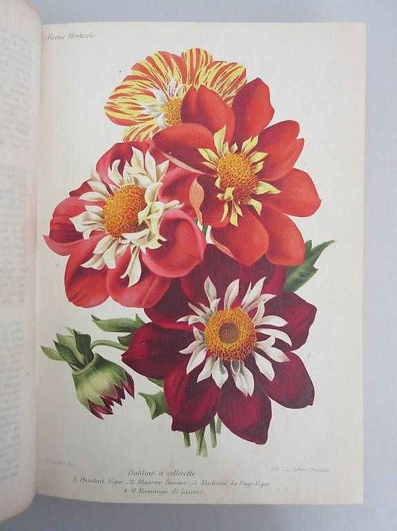 Libri: Revue horticole, 1904, 76ème année – Usato da Chernex venduto da Nouveaunom 4