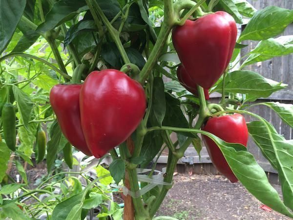Piante & sementi: 30 Samen PIMENTO SWEET Paprika Süss – Nuovo (secondo la descrizione) da Ehrendingen venduto da VerveinaSamen 2