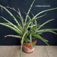 Sansevieria Crocodile Rock - 100% Bio-Anzucht