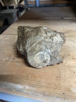 Ammonit Fossil in Stein Naturstein grau guter Zustand