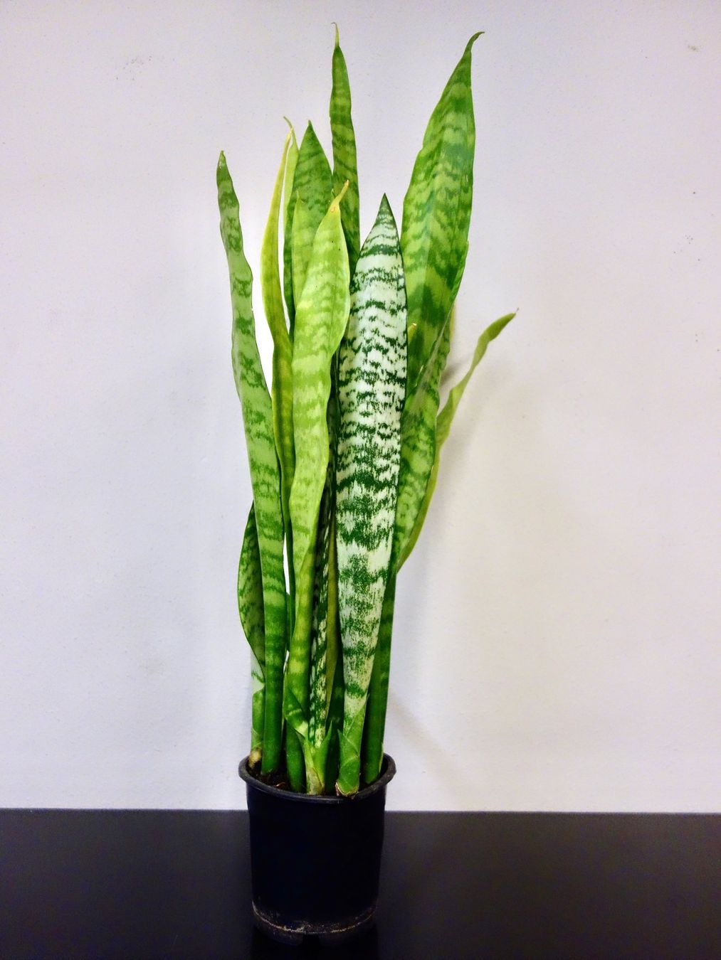 Piante & sementi: Bogenhanf Sansevieria Trifasciata – Nuovo (secondo la descrizione) da Kerzers venduto da zimmergruener 3