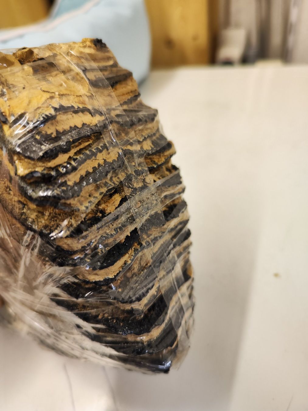 Fossili: Mammut Zahn – Usato da Zürich venduto da turbopuz