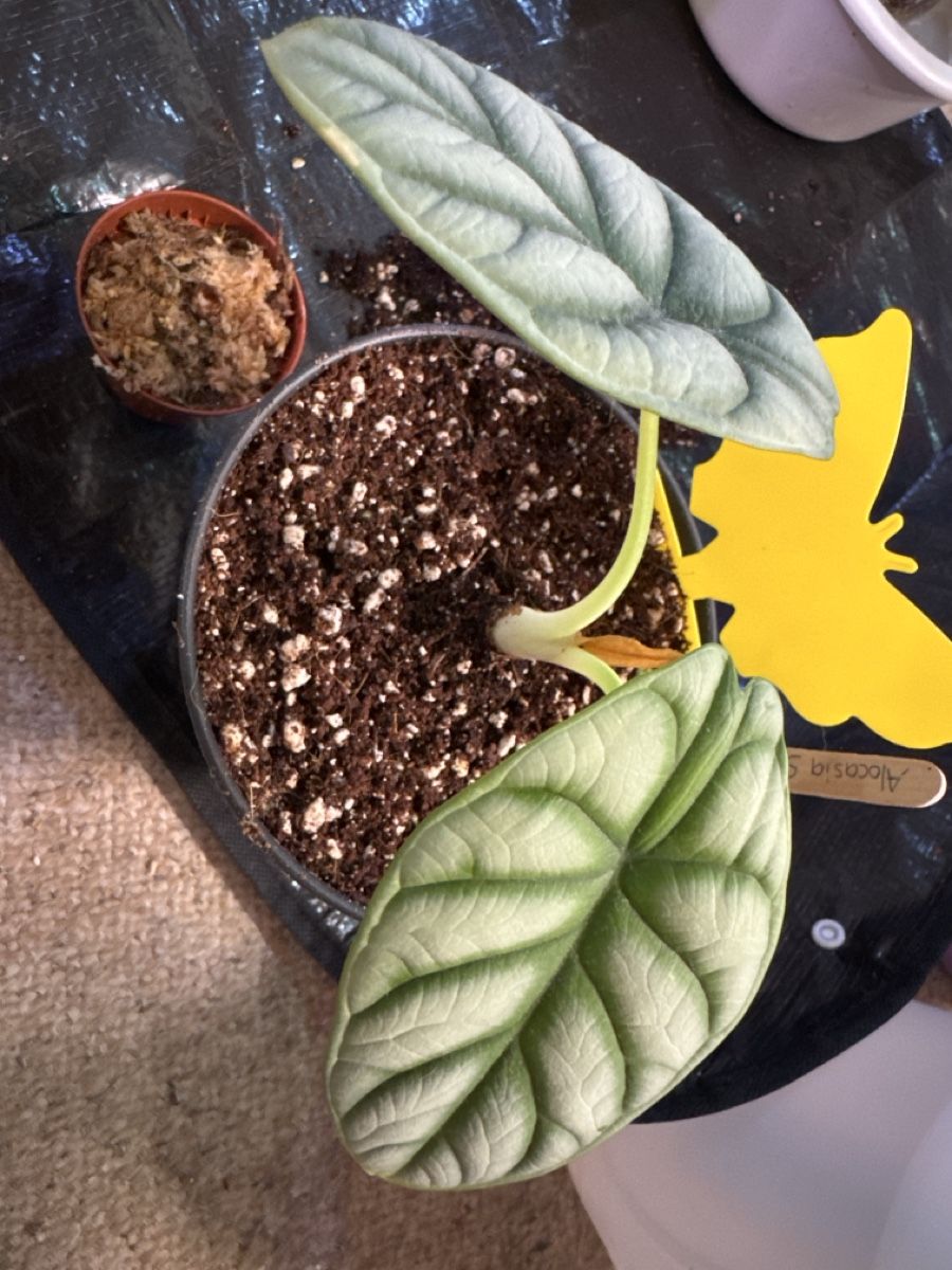 Piante & sementi: Alocasia Sylver dragon  – Nuovo (secondo la descrizione) da Neyruz FR venduto da mel_lk5z 2