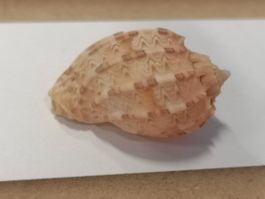 Muscheln Harfe Muschel Harpa Kajiyamai 38mm Schnecke Cebu