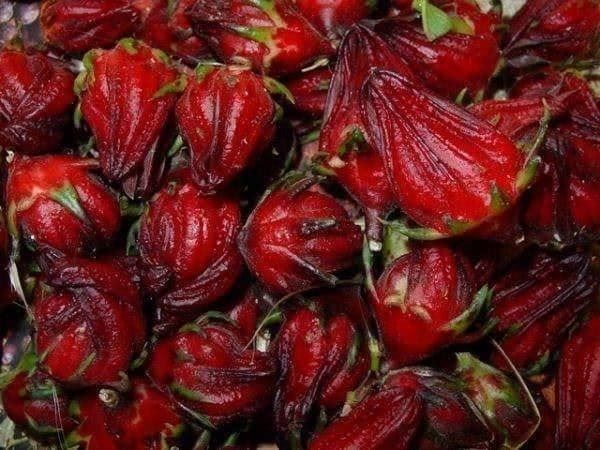 Piante & sementi: Hibiscus Sabdariffa var. Green Senegal – Nuovo (secondo la descrizione) da Bremblens venduto da FIBONACCI369 4