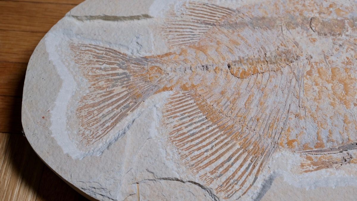 Fossili: Fossil - Pharadeus testis – Usato da Biel/Bienne venduto da nimmes 2