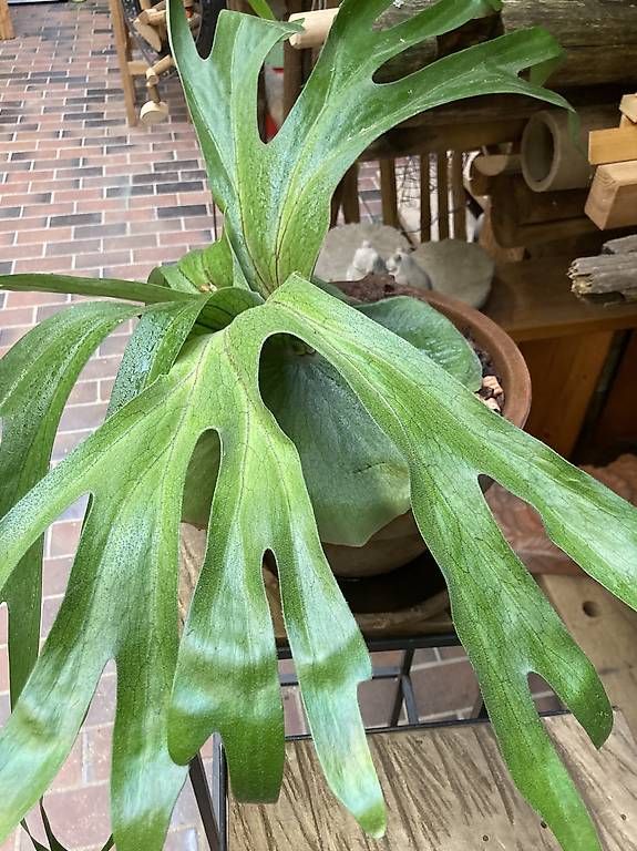 Piante & sementi: Platycerium superbum (Hirschgeweihfarn) – Usato da Liestal venduto da PrebenZwei 3